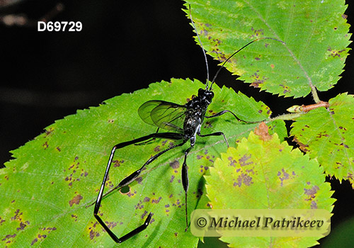 American Pelecinid Wasp (Pelecinus polyturator)